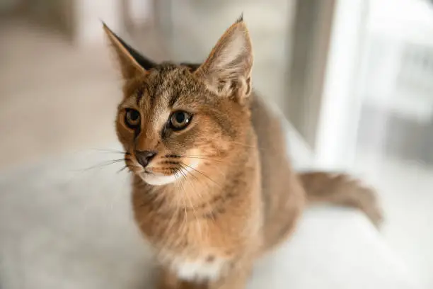 Caracat is a rare and wild cat