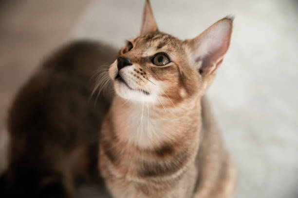 Beautiful Chausie cat Chausie rare and wild cat, looking up caracal photos stock pictures, royalty-free photos & images