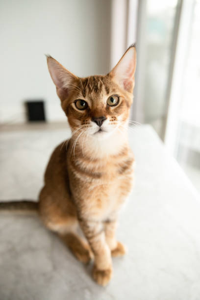 istock Beautiful Chausie cat 1214338300