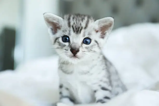 Beautiful Egyptian Mau kitten with blue eyes on a white blanket