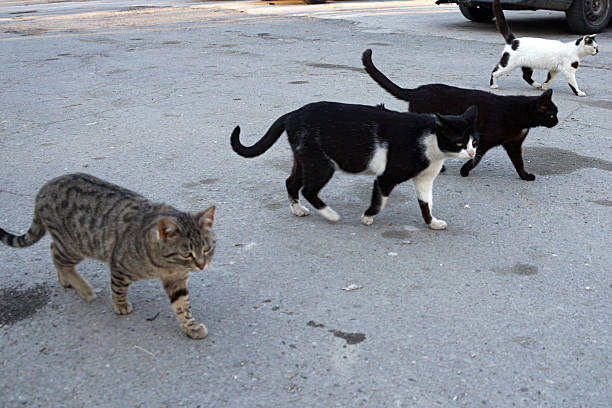 istock homeless cats walk down the street 1214338332