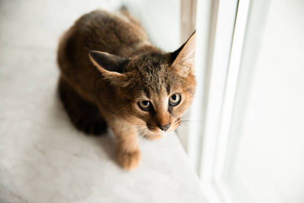 Rare and wild Caracat F1 cat sitting, scared