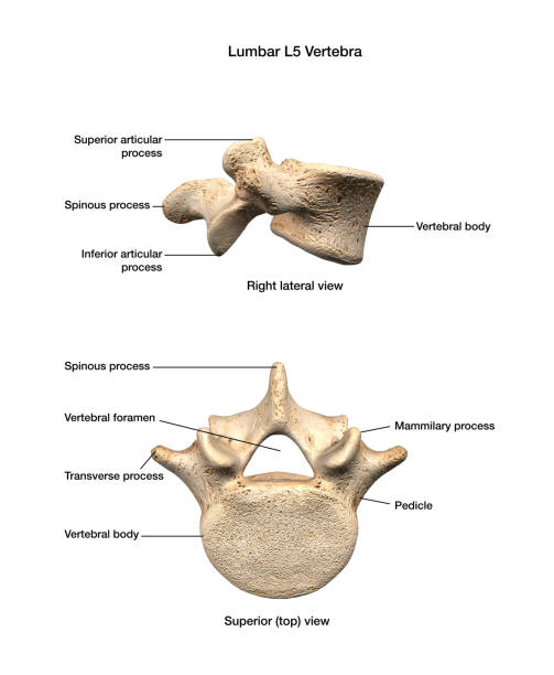 beschriftete teile von lumbar l5 vertebra auf weißem hintergrund - vertebral body stock-fotos und bilder