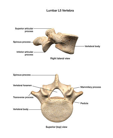 Lumbar L5 vertebra of the human spine shown in a lateral side view and superior top view.  Labeled medical illustration on a white background.