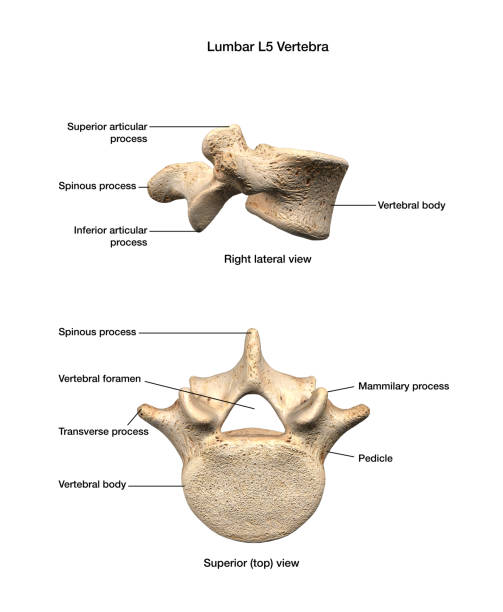 помеченные части поясничного l5 позвонка на белом фоне - vertebral body стоковые фото и изображения