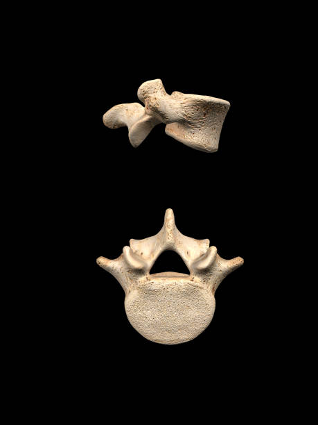 istock Lumbar L5 Vertebra on Black Background 1214338576