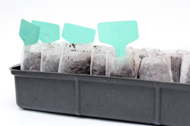 White woven fabric bags with soil in a black plastic container against white background. Isolated home sprouting seedlings process in the ground. Name plates in the dirt.