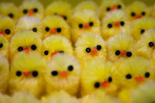 istock Many yellow chickens in a row 1214339670