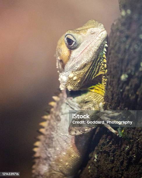 Australia Boyds Forest Dragon Stock Photo - Download Image Now - Animal Wildlife, Animal's Crest, Arboreal Animal