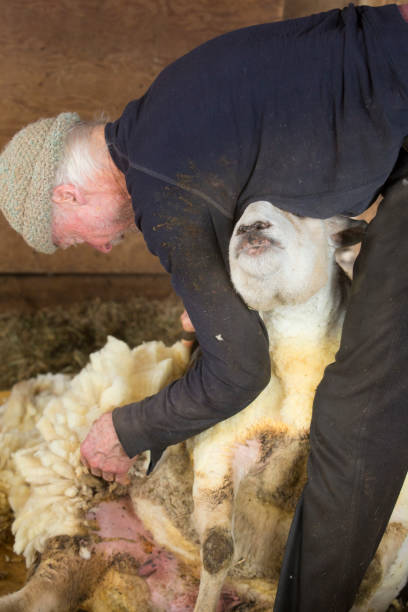 istock Traditional sheep shearing in an old New England barn. 1214339831