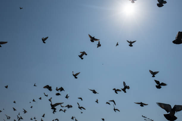istock Flock of Doves 1214340431