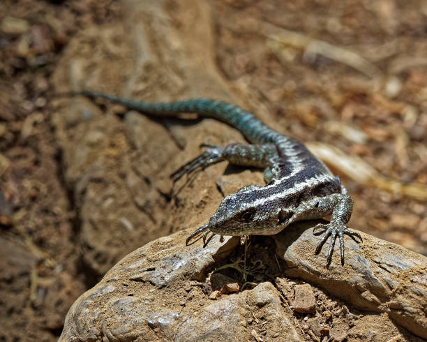An adult Painted Tree Iguana (Liolaemus pictus) rests on the forest floor on the flanks of the Chillán Volcano in southern Chile