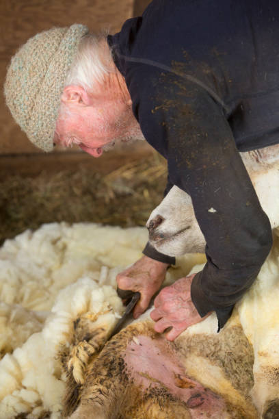 istock Traditional sheep shearing in an old New England barn. 1214340627
