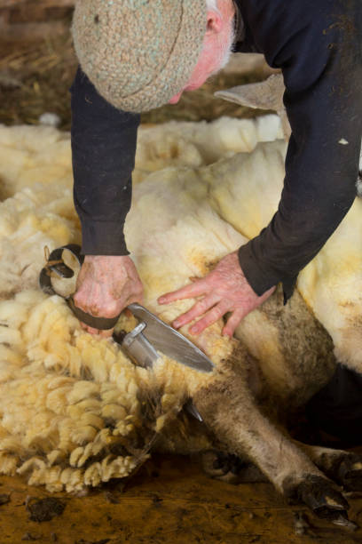 istock Traditional sheep shearing in an old New England barn. 1214340765