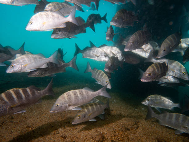 istock School of snappers 1214341184
