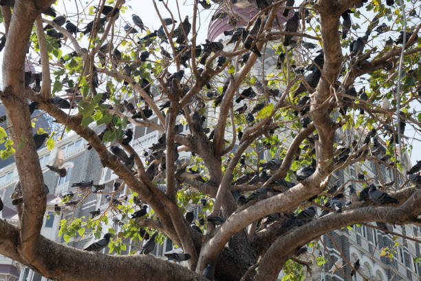 Flock of Doves on the tree