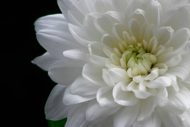 istock Close-up beautiful chrysanthemum flower on a black background close-up. 1214342355