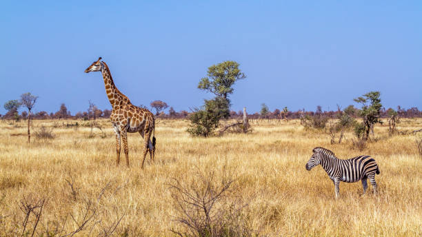 istock Giraffe in Kruger National park, South Africa 1214343148