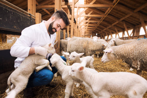 tierarzt spielen mit lämmern auf dem bauernhof. schöne tiere springen und spielen. - schafpferch stock-fotos und bilder