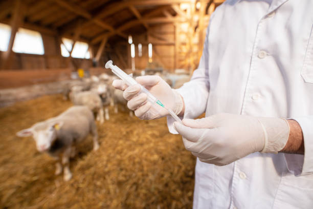 Veterinarian for cattle and livestock.