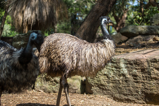 istock Australia: Emu 1214344093