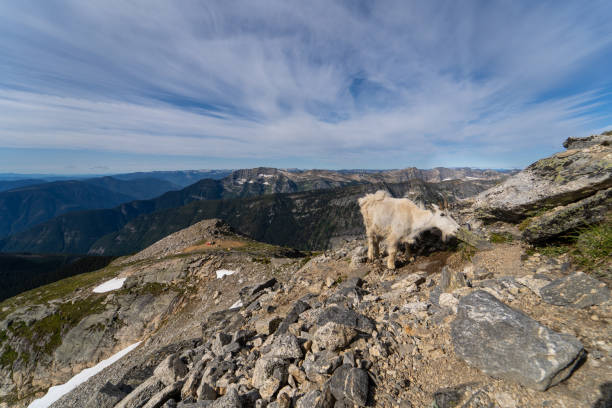 istock Valhalla provincial park, British Columbia, Canada 1214344830
