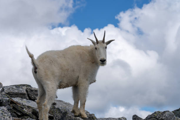 istock Wild goat in Valhalla provincial park, British Columbia, Canada 1214344831