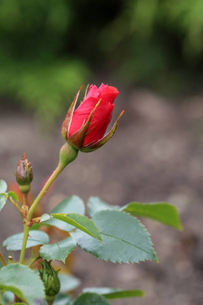 istock Red Rose Bud Starting to Open and Bloom, Bokeh Background 1214345035