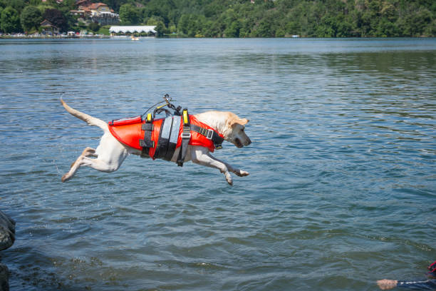Lifeguard dog, rescue demonstration with the dogs in the water stock photo