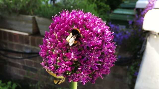 Bumblebee Pollinating Pink Allium Blossom