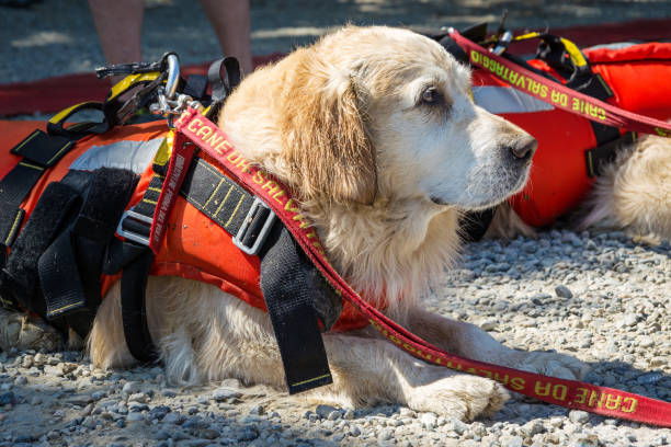 Lifeguard dog, rescue demonstration with the dogs in the water stock photo