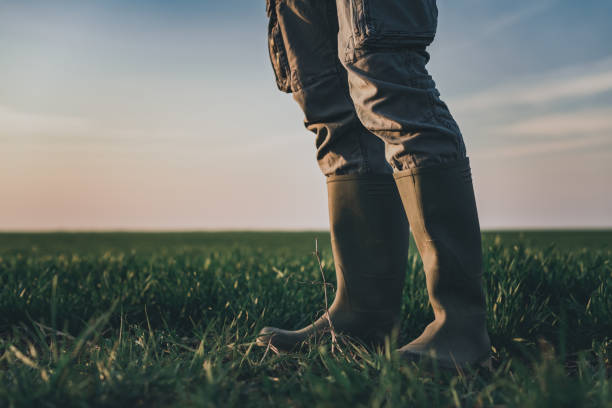 istock Farmer wearing rubber boots standing in wheatgrass field 1214346260