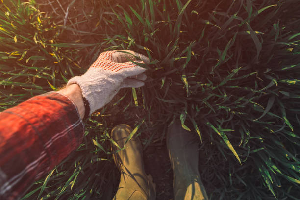 istock Farmer touching wheatgrass in field and examining development of cereal crops 1214346290