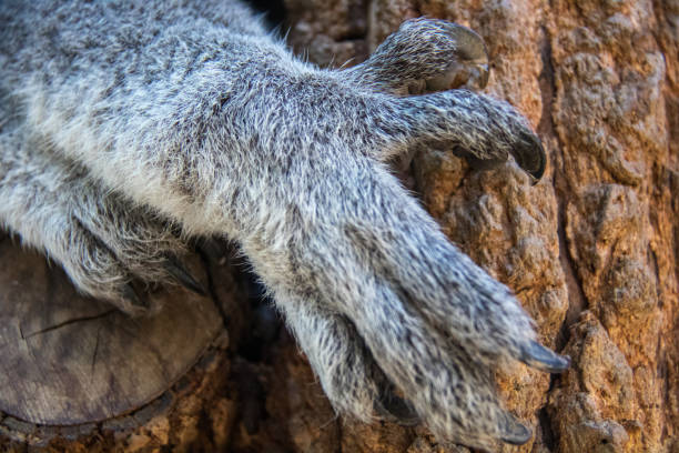 australia: orso koala - koala australia sydney australia animal foto e immagini stock