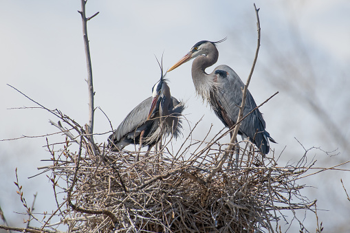 Nest building and mating activities during western USA springtime for Great Blue Herons