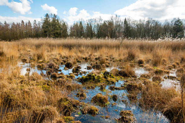 Grassy and swampy peat area with puddles Grassy and swampy peat area with puddles and yellow grass in the national stream and esdorp landscape of Drenthe, this photo taken near the area of Galgenberg Peat stock pictures, royalty-free photos & images