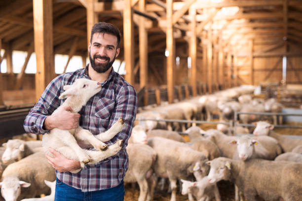 Portrait of farm worker rancher standing in sheep stable farmhouse and holding lamb domestic animal. In background large group of sheep livestock. Farmer at sheep farm holding lamb and standing in front of sheep flock. lamb animal stock pictures, royalty-free photos & images