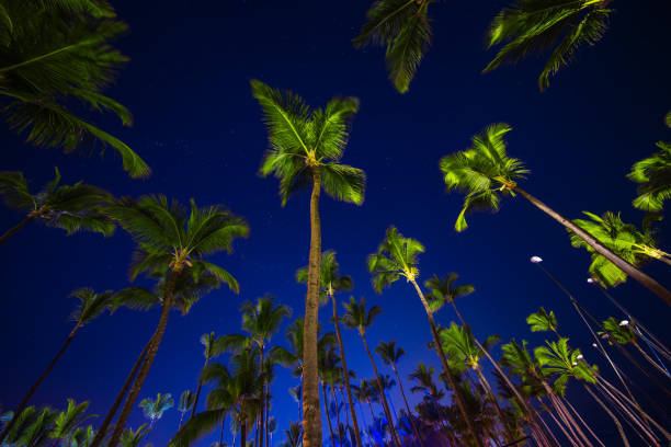 istock Tropical Night Sky, Coconut palm trees and stars 1214349238