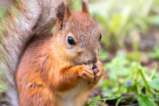 istock Close-up Portrait of Squirrel. Squirrel eats a nut while sitting in green grass. Eurasian red squirrel, Sciurus vulgaris 1214349523
