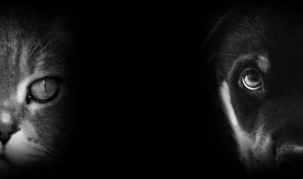 istock Cat and dog portraits 1214349956