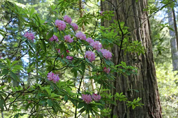 Photo of Pink rhododendron in the forest