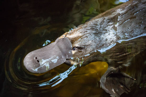 australia: platypus - ornitorrinco fotografías e imágenes de stock