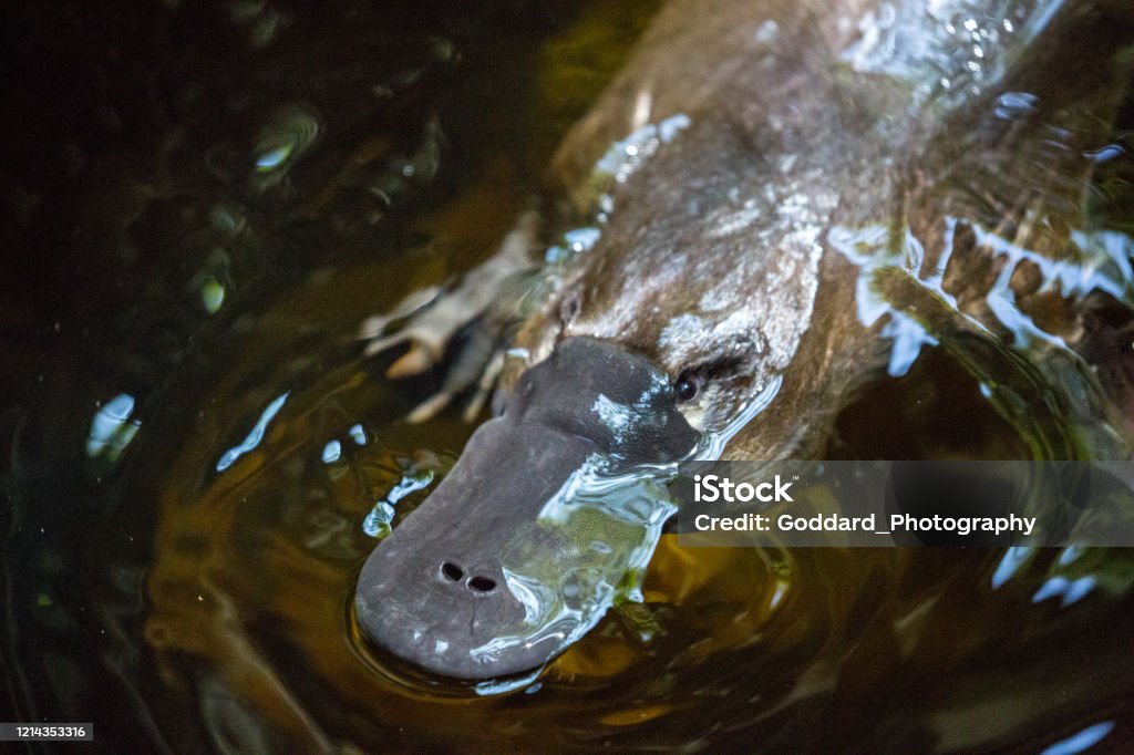 Australia: Platypus The Platypus (Ornithorhynchus anatinus) is one of the oddities of nature: a mammal that lays eggs, and is like a mix of several other animals being duck-billed, beaver-tailed, and otter-footed. Duck-Billed Platypus Stock Photo