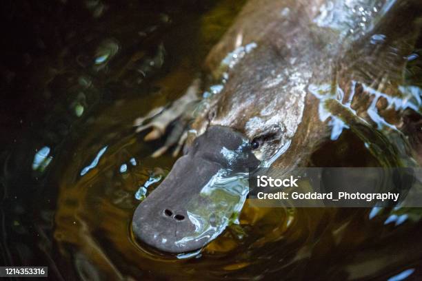 Australia Platypus Stock Photo - Download Image Now - Duck-Billed Platypus, Animal Wildlife, Australia