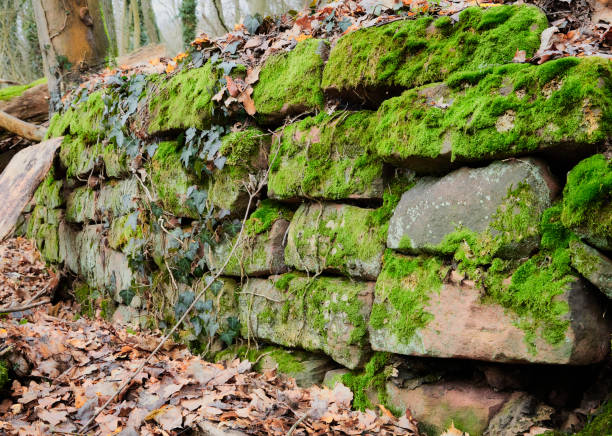 istock Amorbach, Germany, 19 Dec 2020: Old stone wall in the Forest. 1214353317