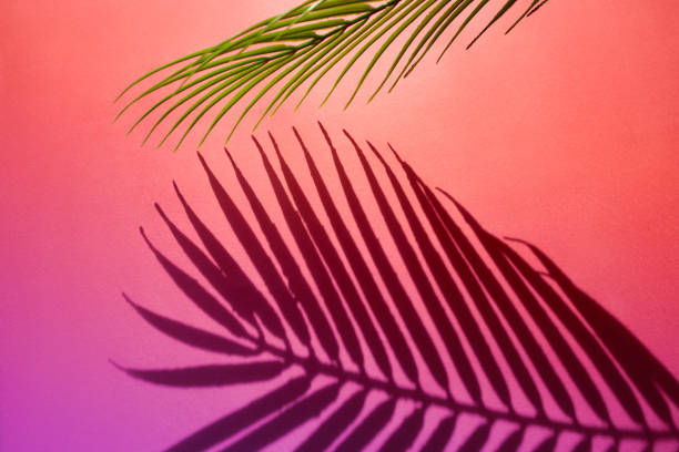 istock Selective focus of exotic leaf with shadow on color background.Tropical and holiday summer concepts ideas. Summer concept stock photo 1214353371