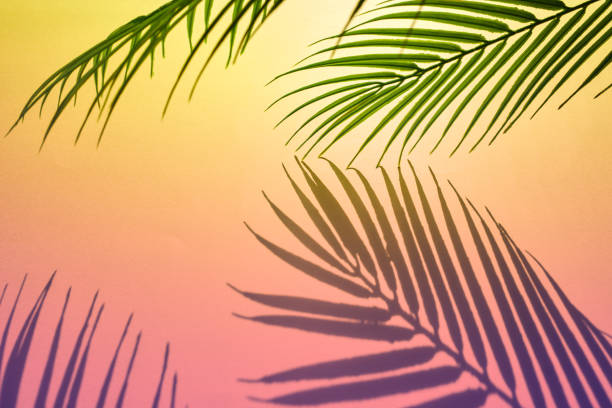 istock Selective focus of exotic leaf with shadow on color background.Tropical and holiday summer concepts ideas. Summer concept stock photo 1214353372