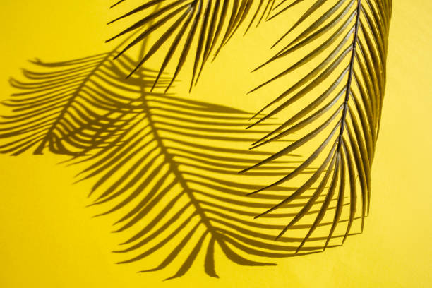 istock Selective focus of exotic leaf with shadow on color background.Tropical and holiday summer concepts ideas. Summer concept stock photo 1214353382