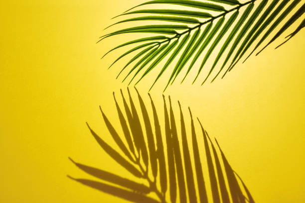 istock Selective focus of exotic leaf with shadow on color background.Tropical and holiday summer concepts ideas. Summer concept stock photo 1214353385