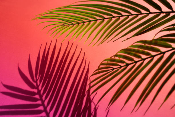istock Selective focus of exotic leaf with shadow on color background.Tropical and holiday summer concepts ideas. Summer concept stock photo 1214353392